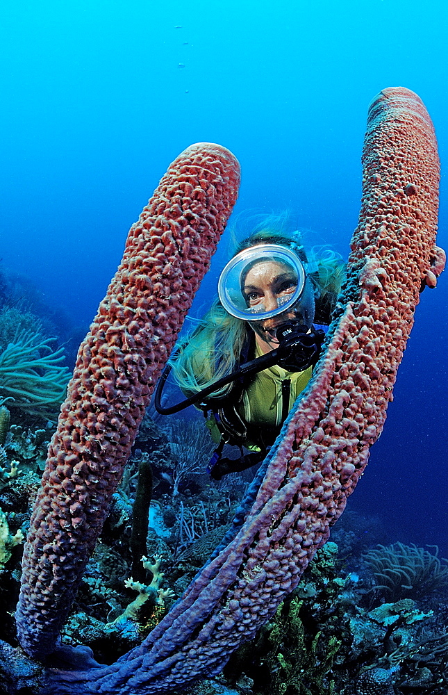 Scuba diver and Lavender Stovepipe sponge, Aplysina archeri, Netherlands Antilles, Bonaire, Caribbean Sea