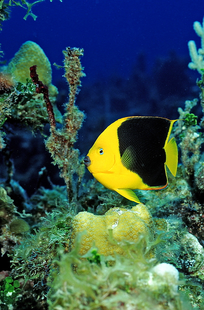 Rock Beauty, Holocanthus tricolor, Netherlands Antilles, Bonaire, Caribbean Sea