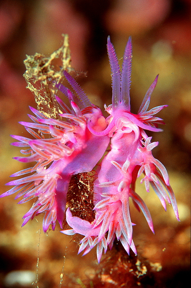 mating nudibranch, Flabellina affinis, Croatia, Istria, Mediterranean Sea