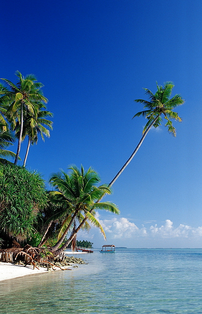 Beach with Palm Trees, Maldives, Indian Ocean, Medhufushi, Meemu Atoll