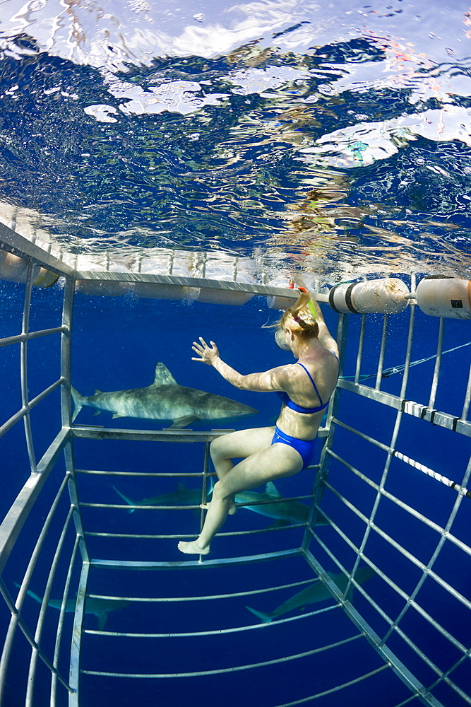 Cage Diving with Sharks, Oahu, Pacific Ocean, Hawaii, USA