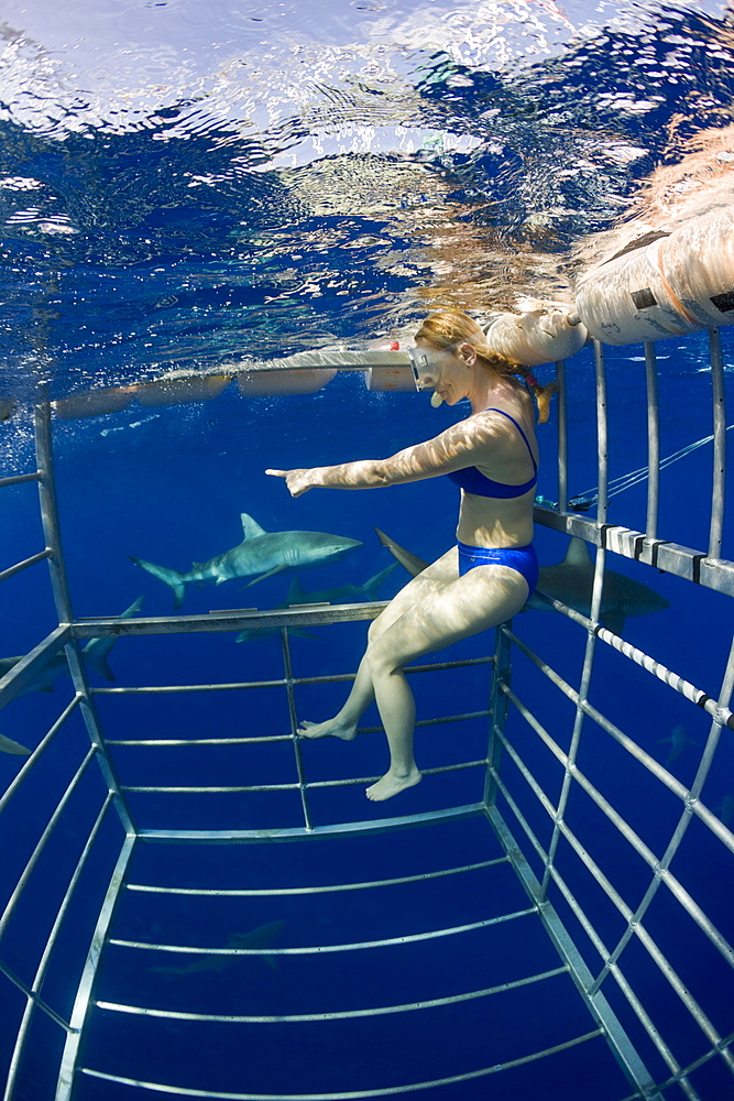 Cage Diving with Sharks, Oahu, Pacific Ocean, Hawaii, USA