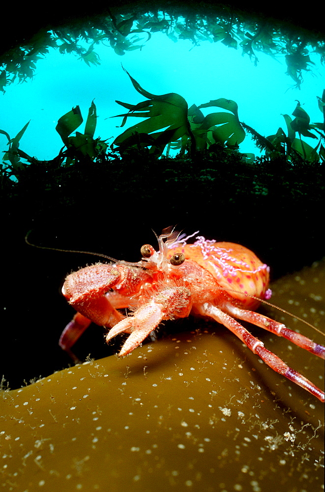 Hermit Crab, Pagurus prideaux, Norway, Atlantic ocean, north atlantic ocean