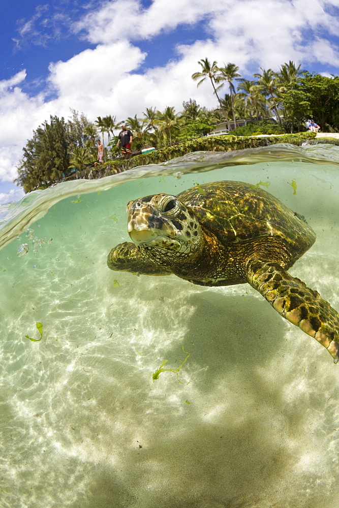 Green Turtle, Chelonia mydas, Oahu, Pacific Ocean, Hawaii, USA