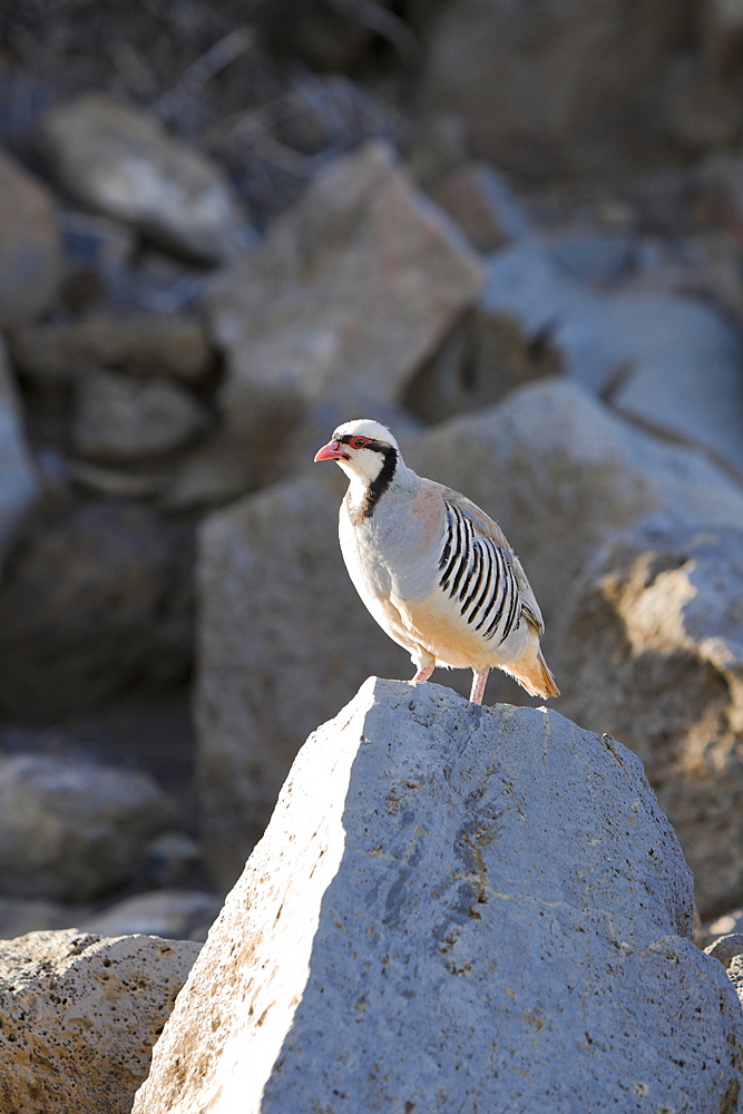 Chukar at Haleakala Volcano Crater, Alectoris chukar, Maui, Hawaii, USA