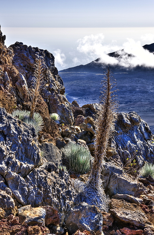 endemic Silversword at Haleakala Volcano Crater, Argyroxiphium sandwicense ssp. Macrocephalum, Maui, Hawaii, USA