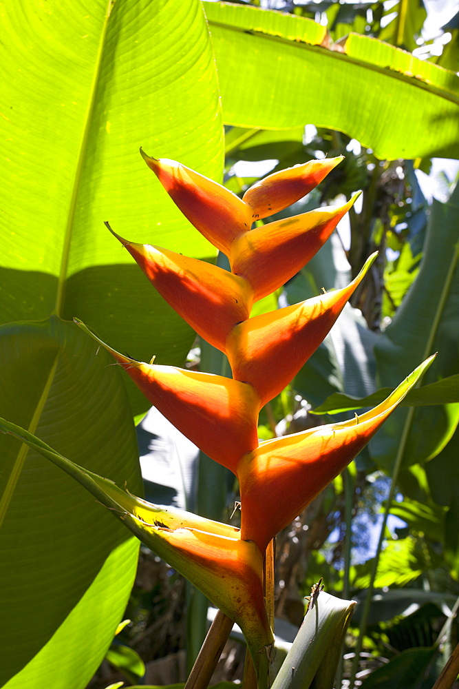 Heliconia, Heliconia, Maui, Hawaii, USA