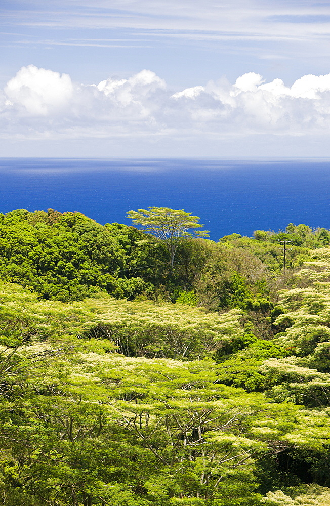 Vegetation at Road to Hana, Maui, Hawaii, USA