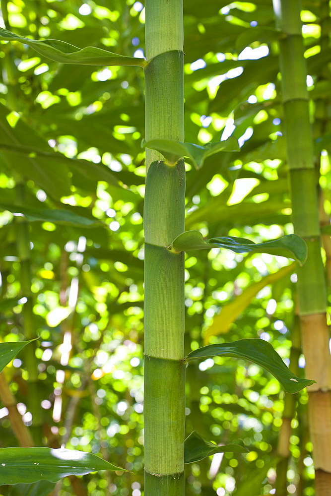 Bamboo Grove at Road to Hana, Maui, Hawaii, USA