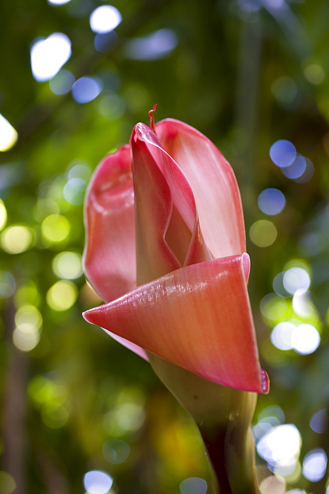 Torch Ginger, Etlingera elatior, Maui, Hawaii, USA