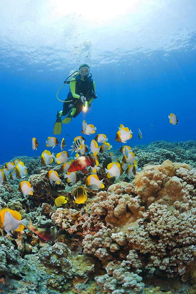 Pyramid Butterflyfishes and Diver, Hemitaurichthys polyepis, Molokini Crater, Maui, Hawaii, USA