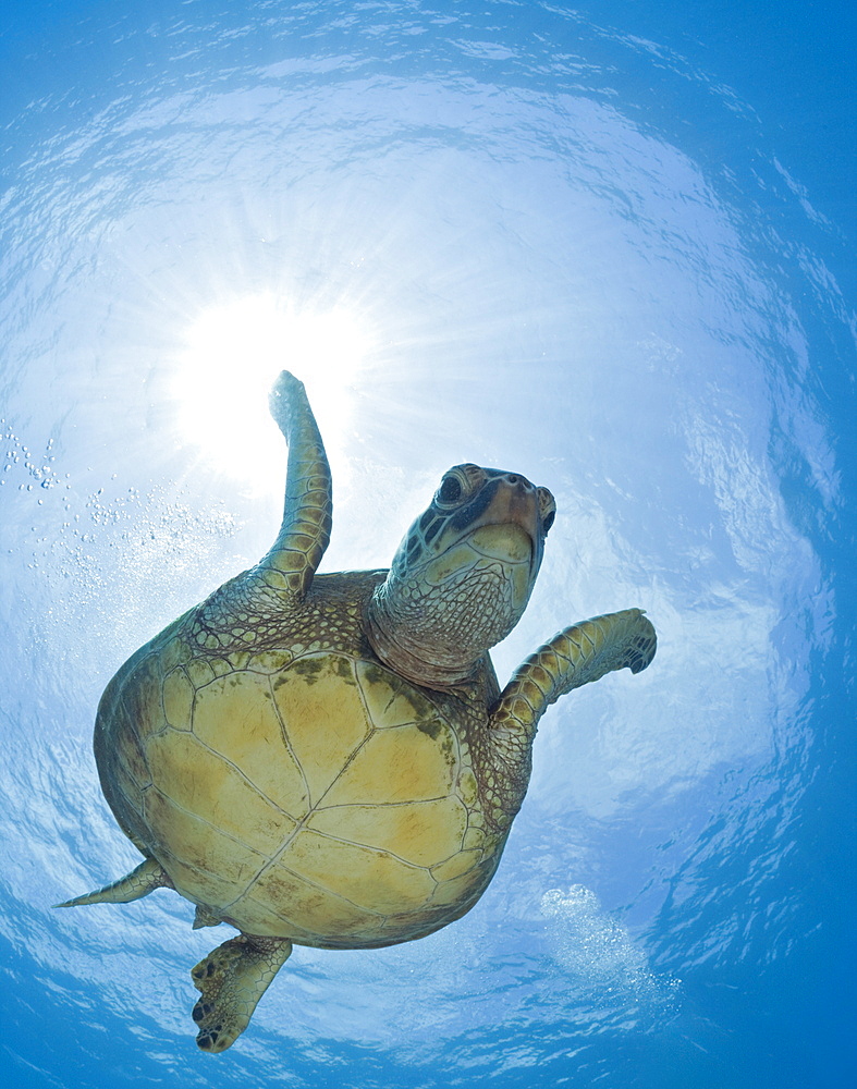 Green Turtle, Chelonia mydas, Maui, Hawaii, USA