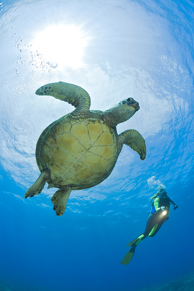 Green Turtle and Diver, Chelonia mydas, Maui, Hawaii, USA