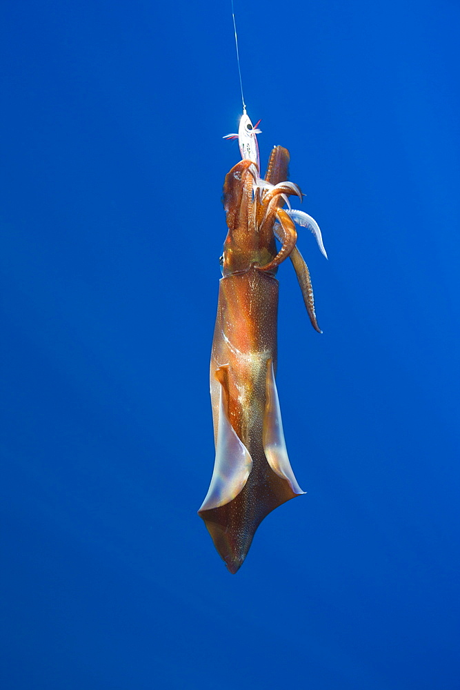 Veined Kalmar on Fish Hook , Loligo forbesi, Azores, Atlantic Ocean, Portugal