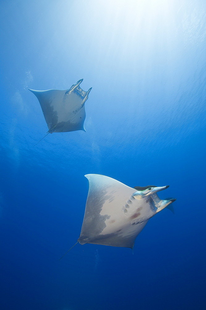 Sicklefin Mobulas, Mobula tarapacana, Azores, Princess Alice Bank, Atlantic Ocean, Portugal