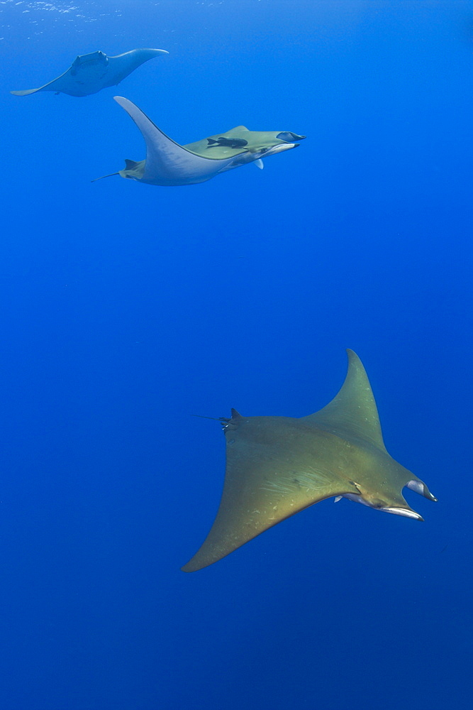 Sicklefin Mobulas, Mobula tarapacana, Azores, Princess Alice Bank, Atlantic Ocean, Portugal