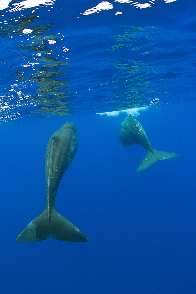 Sperm Whale Mother and Calf, Physeter catodon, Azores, Atlantic Ocean, Portugal