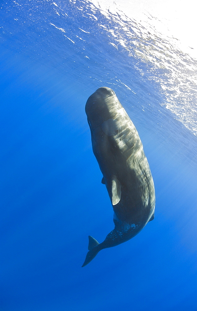 Young Sperm Whale, Physeter catodon, Azores, Atlantic Ocean, Portugal