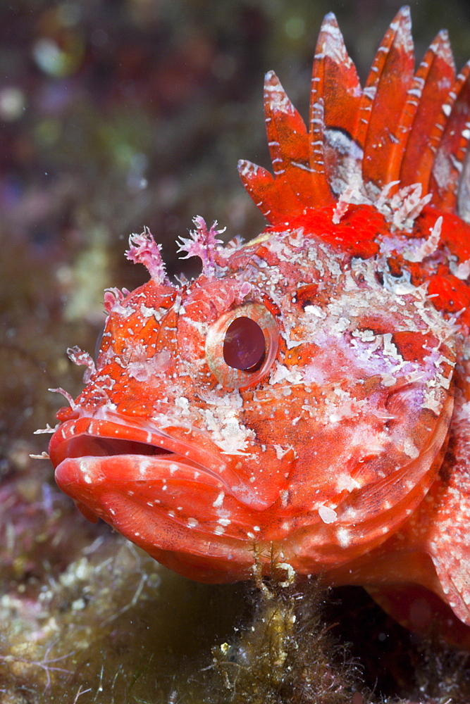 Lesser Red Scorpianfish, Scorpaena notata, Tamariu, Costa Brava, Mediterranean Sea, Spain