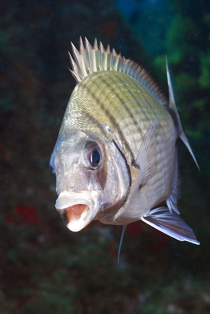 Striped White Bream, Diplodus sp., Tamariu, Costa Brava, Mediterranean Sea, Spain