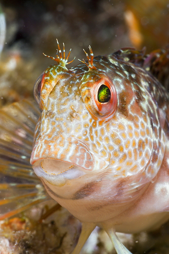 Variable Blenny, Parablennius pilicornis, Tamariu, Costa Brava, Mediterranean Sea, Spain