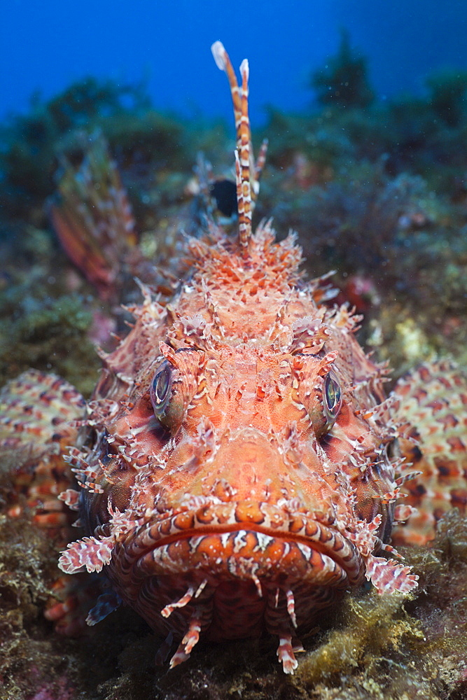 Great Rockfish, Scorpaena scrofa, Tamariu, Costa Brava, Mediterranean Sea, Spain