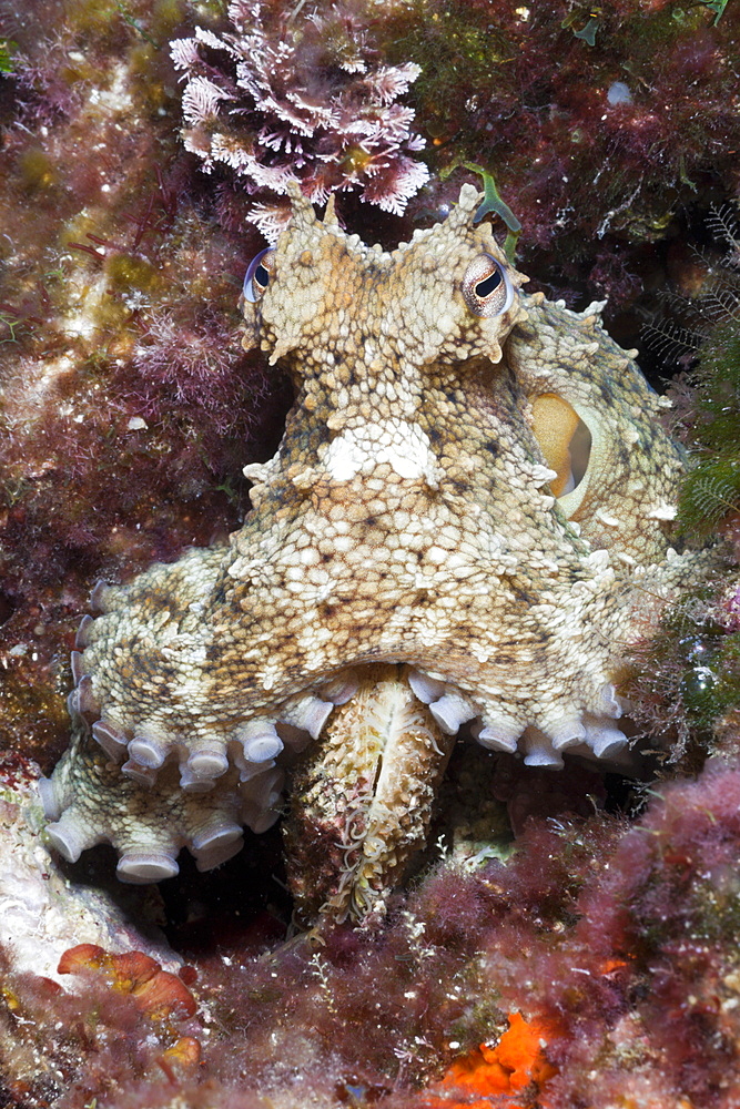 Common Octopus, Octopus vulgaris, Tamariu, Costa Brava, Mediterranean Sea, Spain