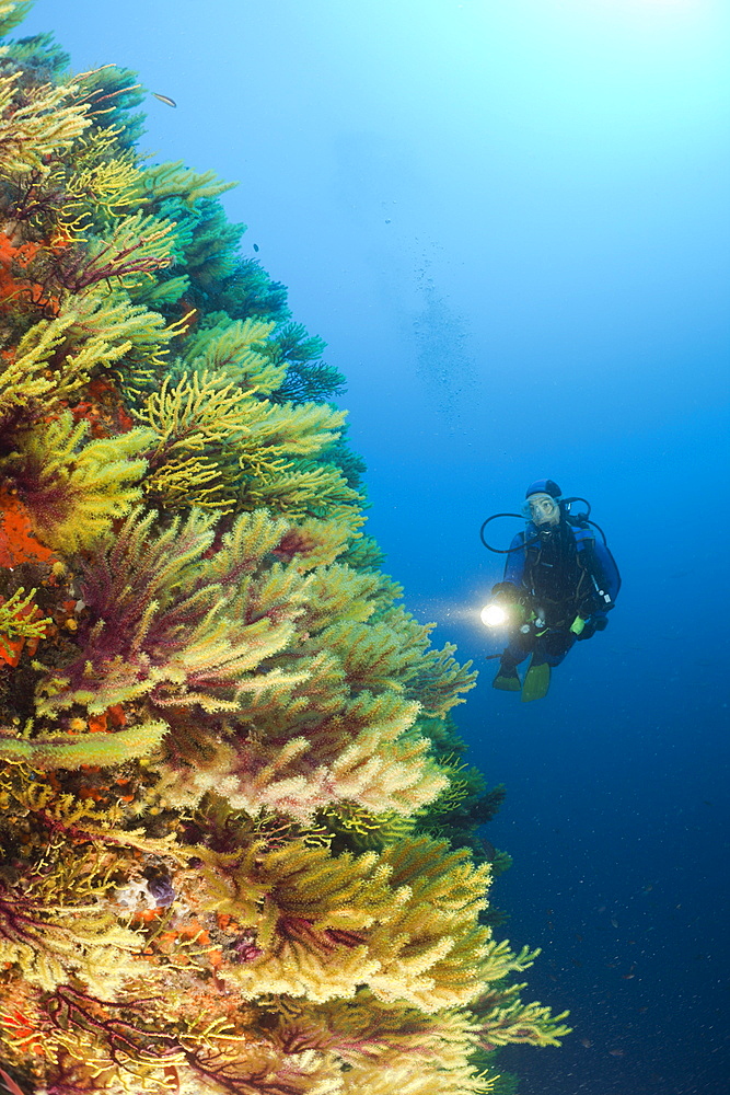 Scuba Diver and Variable Gorgonians, Paramuricea clavata, Tamariu, Costa Brava, Mediterranean Sea, Spain