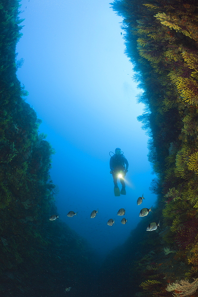 Scuba Diver over Reef, Tamariu, Costa Brava, Mediterranean Sea, Spain