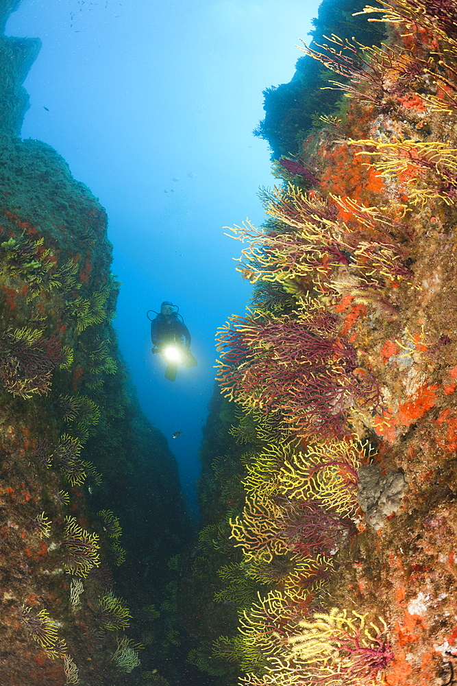 Scuba Diver and Variable Gorgonians, Paramuricea clavata, Tamariu, Costa Brava, Mediterranean Sea, Spain