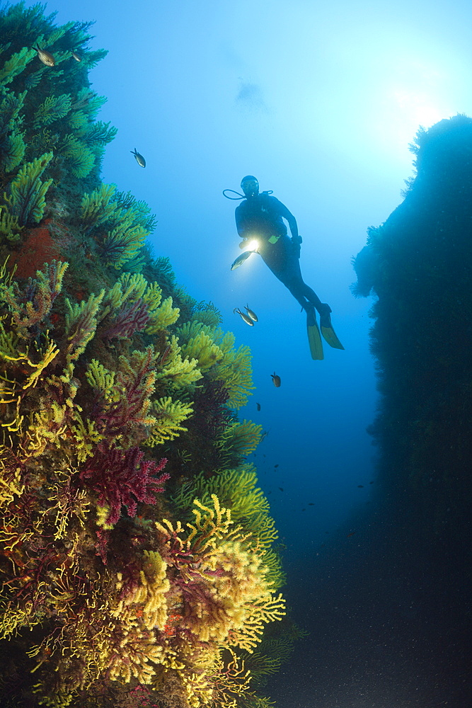 Scuba Diver and Variable Gorgonians, Paramuricea clavata, Tamariu, Costa Brava, Mediterranean Sea, Spain