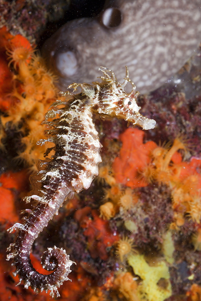 Mediterranean Seahorse, Hippocampus ramulosus, Tamariu, Costa Brava, Mediterranean Sea, Spain