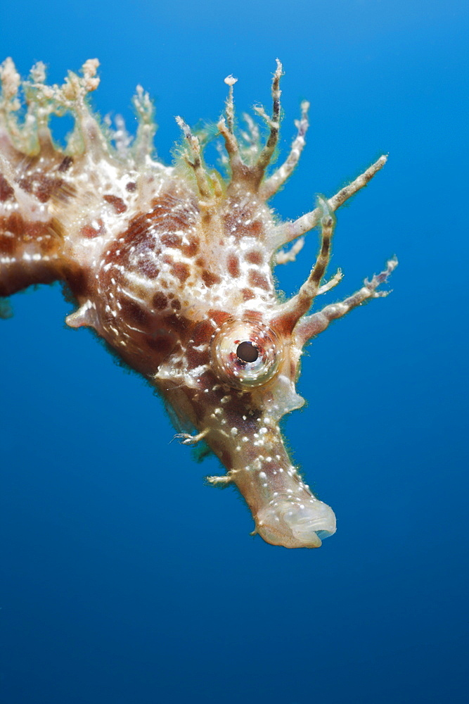 Portrait of Longsnouted Seahorse, Hippocampus ramulosus, Tamariu, Costa Brava, Mediterranean Sea, Spain