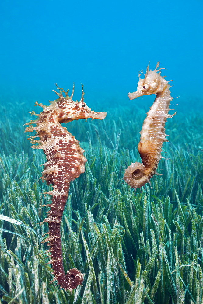 Couple of Mediterranean Seahorse, Hippocampus ramulosus, Tamariu, Costa Brava, Mediterranean Sea, Spain