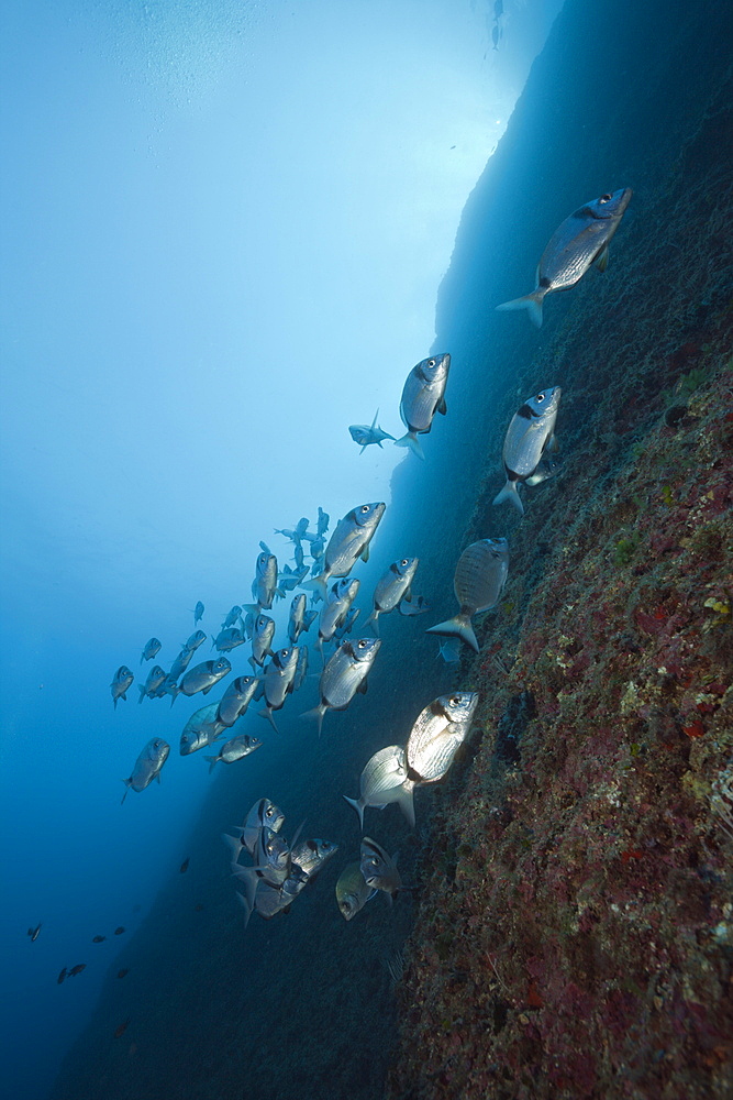 Shoal of Two-banded Breams, Diplodus vulgaris, Carall Bernat, Medes Islands, Costa Brava, Mediterranean Sea, Spain