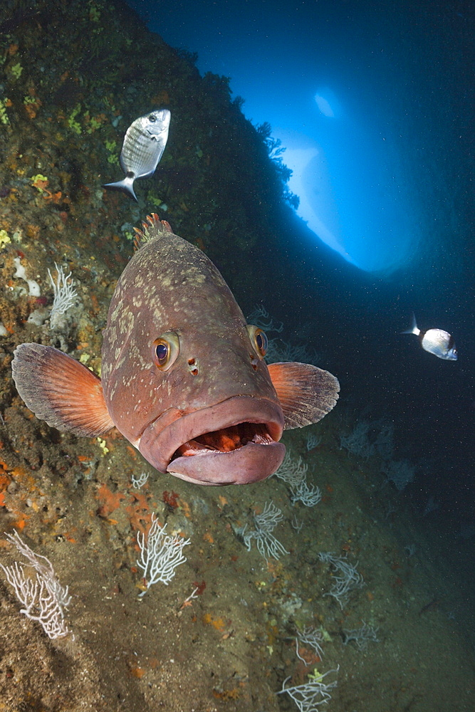 Dusky Grouper inside Cave, Epinephelus marginatus, Dofi North, Medes Islands, Costa Brava, Mediterranean Sea, Spain