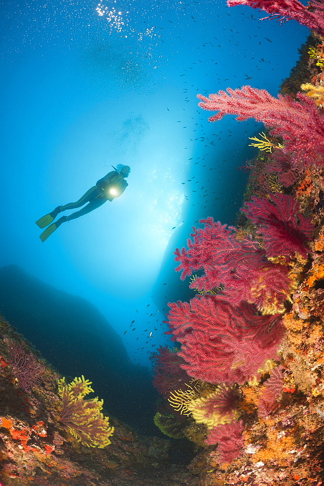 Scuba Divng at Medes Islands, Carall Bernat, Costa Brava, Mediterranean Sea, Spain