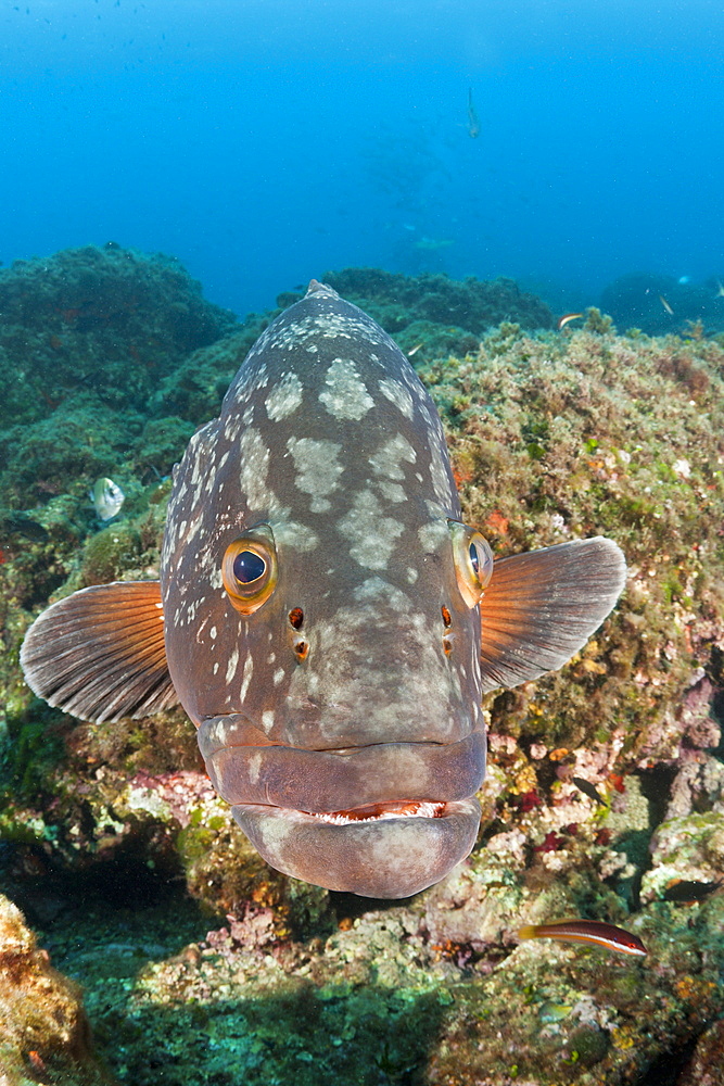 Dusky Grouper, Epinephelus marginatus, Les Ferranelles, Medes Islands, Costa Brava, Mediterranean Sea, Spain