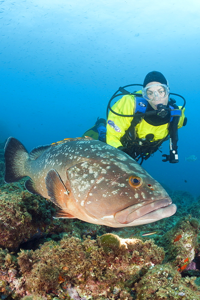 Dusky Grouper and Scuba Diver, Epinephelus marginatus, Les Ferranelles, Medes Islands, Costa Brava, Mediterranean Sea, Spain