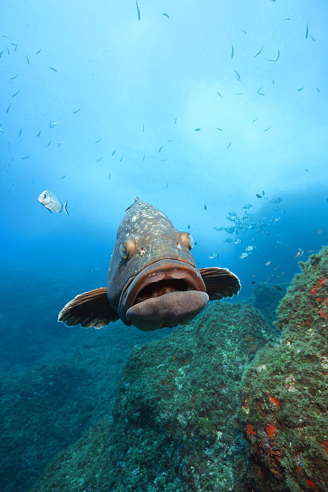 Dusky Grouper, Epinephelus marginatus, Carall Bernat, Medes Islands, Costa Brava, Mediterranean Sea, Spain