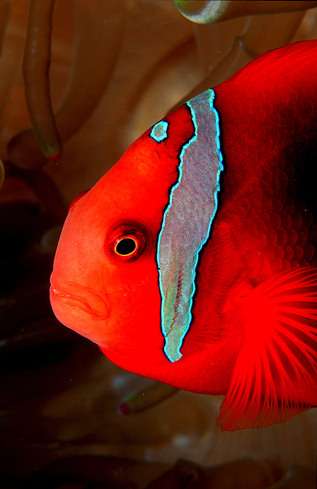 Tomato clownfish, Amphiprion frenatus, Thailand, Indian Ocean, Phuket, Similan Islands