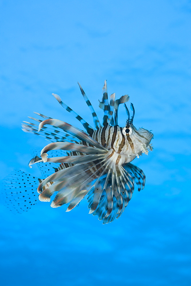 Lionfish, Pterois volitans, Daedalus Reef, Red Sea, Egypt