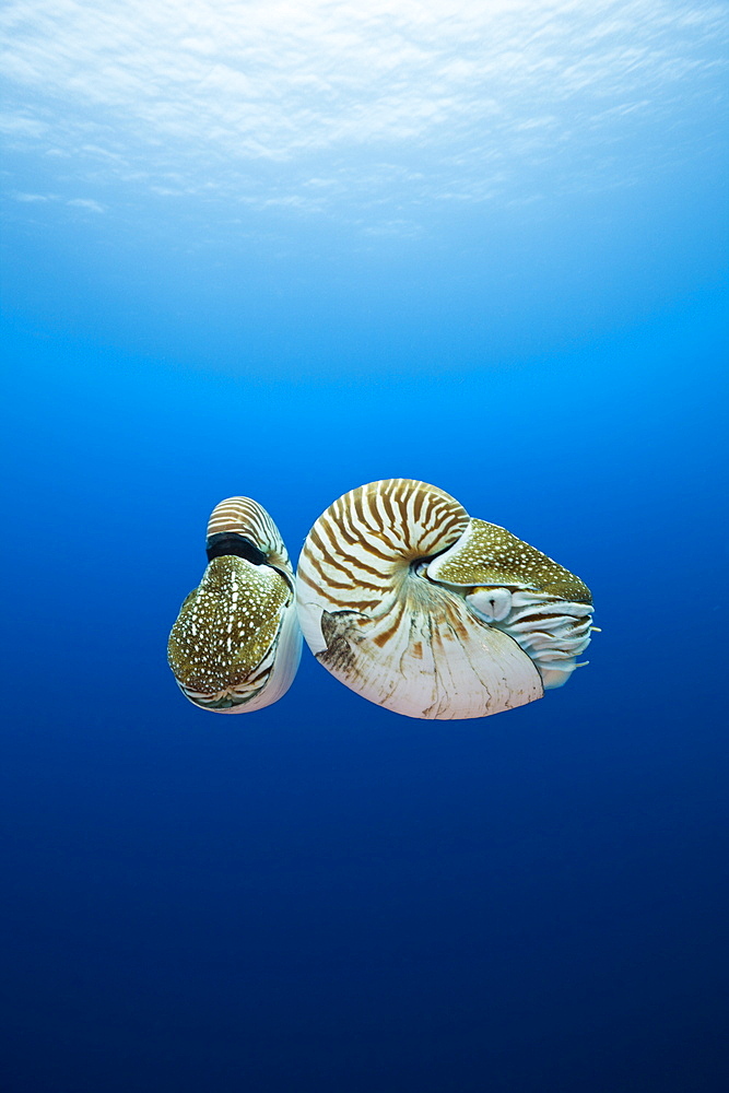 Nautilus, Nautilus pompilius, Great Barrier Reef, Australia