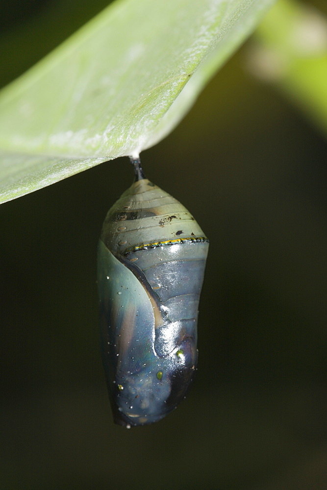 Chrysalis of Monarch Butterfly, Danaus plexippus, Peleliu Island, Micronesia, Palau