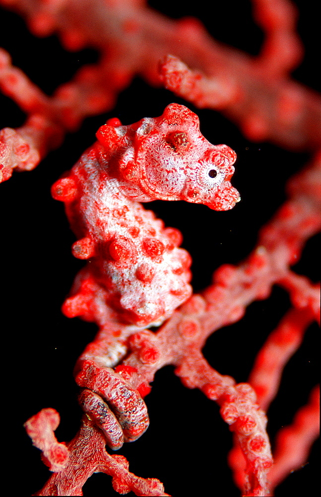 pygmy seahorse, Hippocampus bargibanti, Papua New Guinea, Pacific ocean