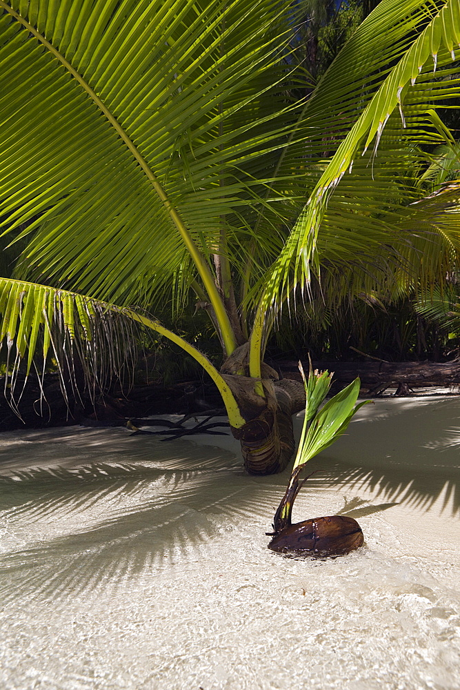 Palm-lined Beach at Palau, Micronesia, Palau