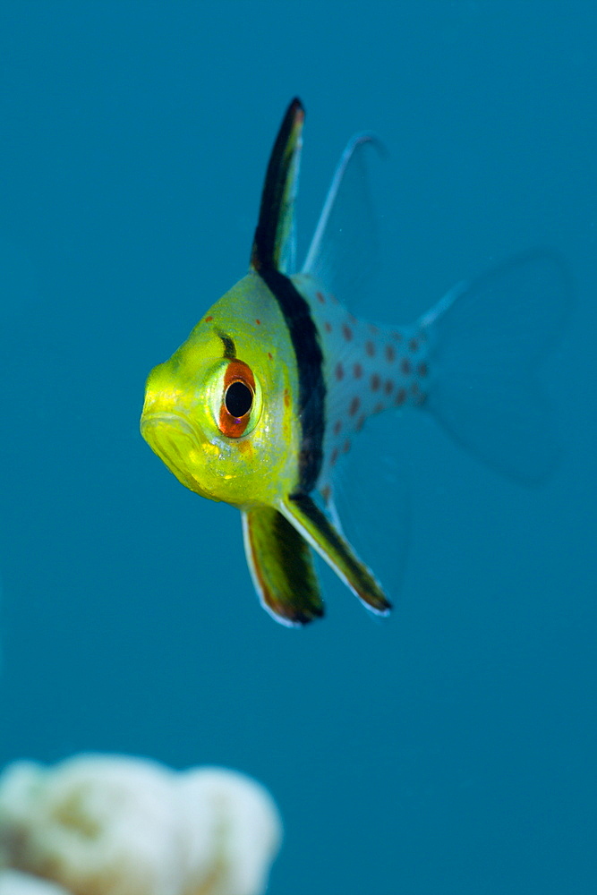 Pyjama Cardinalfish, Sphaeramia nematoptera, Micronesia, Palau