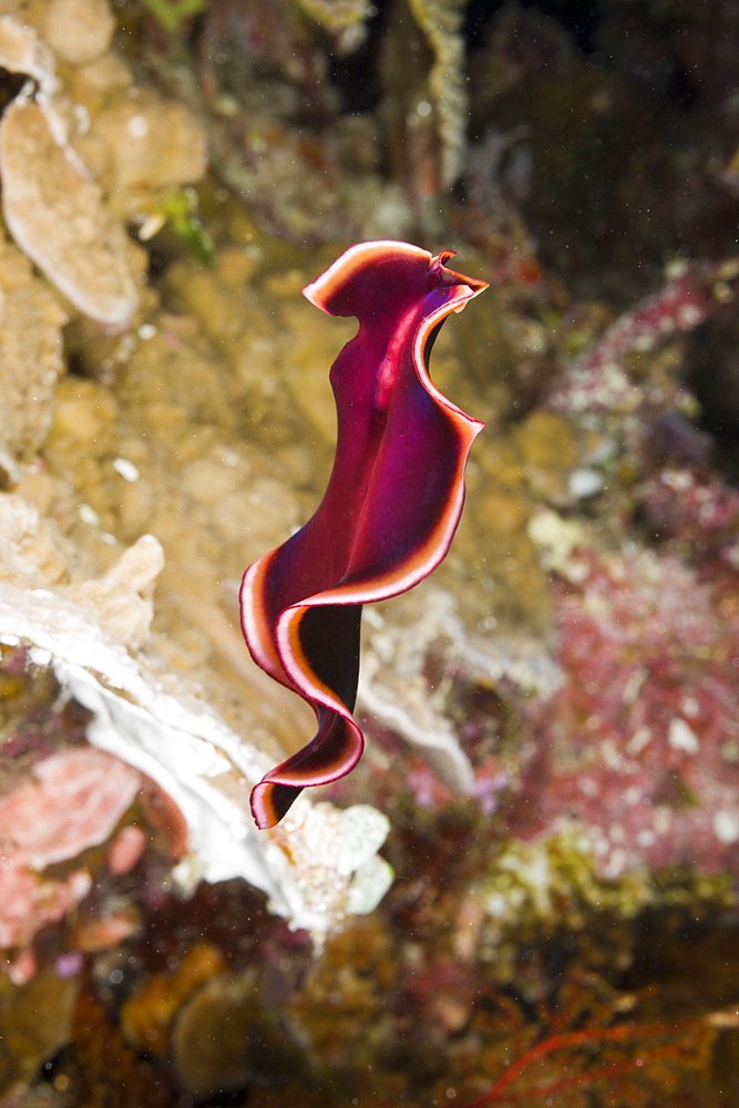 Swimming Flatworm, Pseudoceros spec., Short Dropoff, Micronesia, Palau