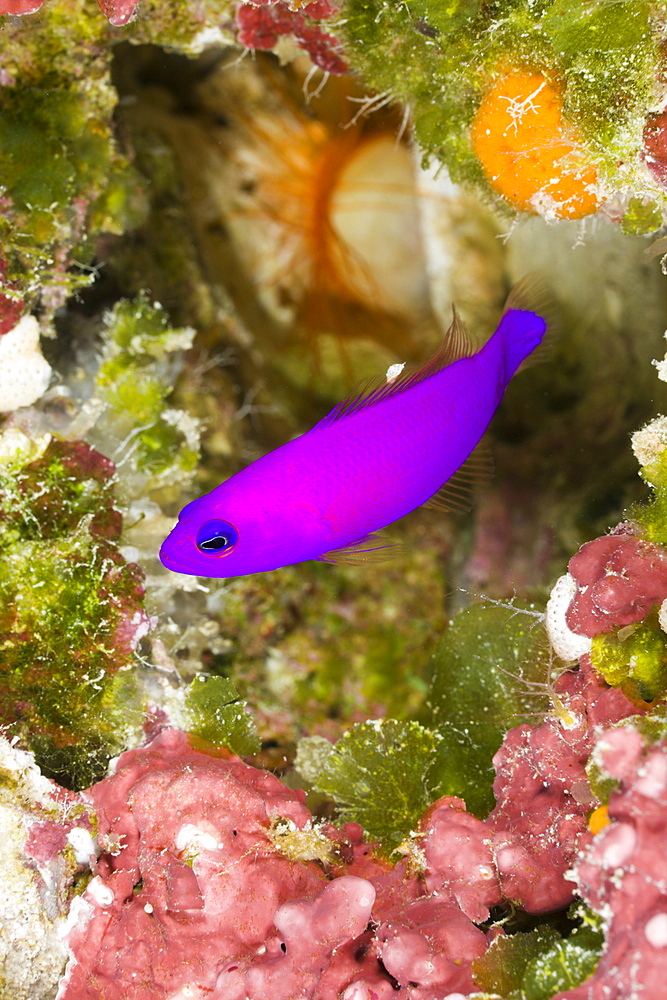 Magenta Dottyback, Pseudochromis porphyreus, Turtle Cove, Micronesia, Palau