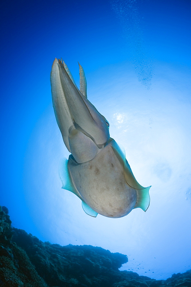 Broadclub Cuttlefish, Sepia latimanus, Micronesia, Palau